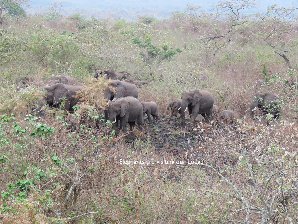 Meru Mbega Lodge Usa River Ngoại thất bức ảnh
